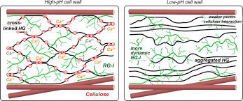Jan 15, 2021 · cell wall. Impact Of Acidic Ph On Plant Cell Wall Polysaccharide Structure And Dynamics Insights Into The Mechanism Of Acid Growth In Plants From Solid State Nmr Springerlink