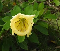 Image result for Solandra maxima