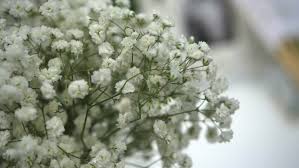 Remove the flowers from the box, cut the stems, and place them in a vase with fresh water and a flower food. Wedding Decoration Small White Flowers Stock Footage Video 100 Royalty Free 1028894204 Shutterstock