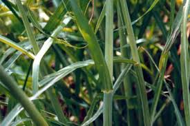 Image result for Polystachya melanantha