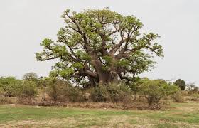 Image result for Adansonia digitata