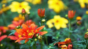 Image result for foto Vitálka