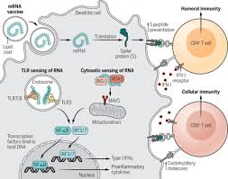 Here is the vaccination schedule in singapore for babies and children. Covid 19 Vaccine Side Effects The Positives About Feeling Bad Science Immunology