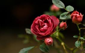 Red Flowers Hd Nature Wallpaper With Rose Picture Hd Wallpapers Wallpapers Download High Resolution Wallpapers Rose Flower Beautiful Rose Flowers Rose Wallpaper