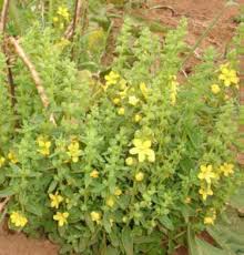 Image result for Alectra vogelii