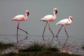 Image result for lesser flamingo