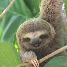 Stop It Sloth Smiles Spotted Just Off The Tulemarresort Balcony In Manuel Antonio Via Part Time Travellers Co Cute Sloth Pictures Cute Baby Sloths Sloth
