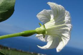 Image result for Coccinia