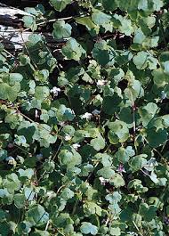 Image result for Cymbalaria