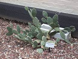 We stock a large selection of cubic zirconia pendants for jewelry diy making. Opuntia Microdasys Wikipedia