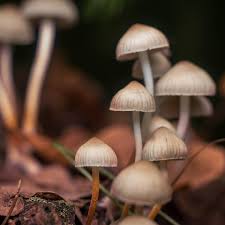Image result for Psilocybin