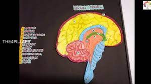 How To Make A Human Brain Model | Brain Section Model | Brain Model Project  | School Project Brain - Youtube