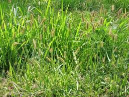 Image result for Setaria pumila