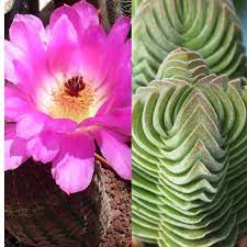 El cactus mas raro del mundo. Los Cactus Mas Raros Y Espectaculares Que Hayas Visto Nunca Plantas