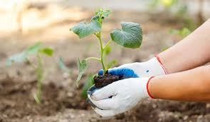 Whether you're a new gardener or have years of experience, find ideas, inspiration and. Victory Gardens 2 0 Gardening In The Pandemic Era
