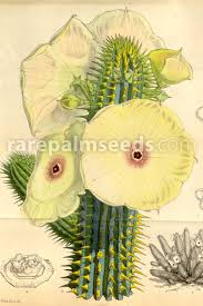 Image result for Hoodia