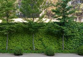 Show Me Your Decorative Hops Garden Homebrewtalk Com Beer Wine Mead Cider Brewing Discussion Commu Landscape Design Bulbs Garden Design Garden Design