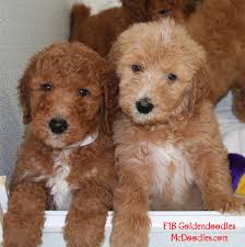 We did not find results for: Goldendoodle Puppies Moss Creek Puppies Goldendoodle Puppy Goldendoodle