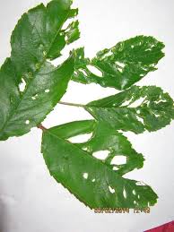 Help Somethings Eating My Plants In 2020 Plants Plant Leaves Pepper Tree