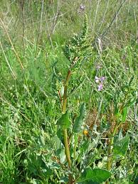 Image result for Rumex lanceolatus