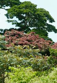 Image result for Newtonia buchananii