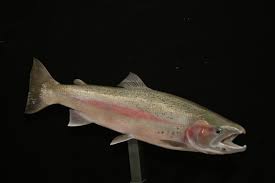 We did not find results for: Fish Mounts By American Fish Taxidermy