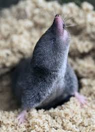 Image result for Urochloa brevispicata