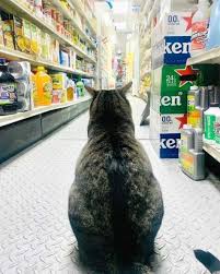 Menonton video kucing lucu meningkatkan produktivitas kerja. 10 Gambar Kucing Lucu Saat Didapuk Jadi Pegawai Minimarket Merdeka Com