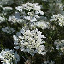 Flowers appear over a long period, often until the first frosts. Orlaya White Finch Lace Floret Flower Farm
