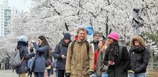 Translation of 'cherry blossom' by lana del rey (elizabeth woolridge grant) from english to turkish. Plan Your Cherry Blossom Trip Now 2019 Korea Cherry Blossom Blooming Forecast Hab Korea Net