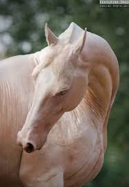 Horse Anatomy Panosundaki Pin