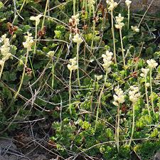 Image result for Heuchera cylindrica Greenfinch