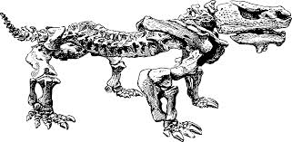 Image result for Pareiasaurus