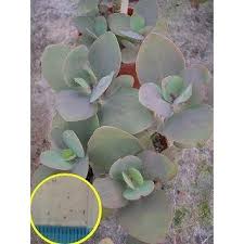 Image result for Kalanchoe glaucescens