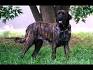 Mastiff Dog Breed Information - American Kennel Club