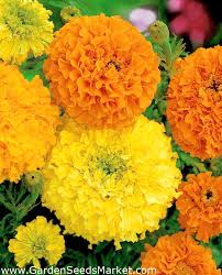 Garlic is a popular allium that has seasoned dishes for thousands of years. Large Flowered Mexican Marigold Mona Variety Mix Aztec Marigold Garden Seeds Market Free Shipping