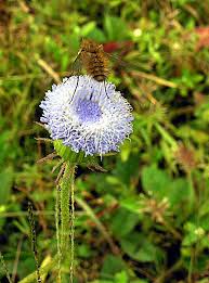 Image result for Crassocephalum montuosum