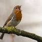 Jackson Park Bird Outing event in Hendersonville, NC