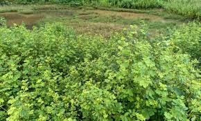 Image result for Cassia thyrsoidea