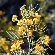 Image result for Cassia thyrsoidea