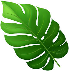 Check spelling or type a new query. Tropical Leaf Png Clipart Gallery Yopriceville High Quality Images And Transparent Png Free Clipart
