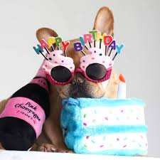 France Happy Birthday Wishes In French Thank You For Celebrating With Vincecincy All Week With Your Frenchiecutebirthday Photos Frenchiecu Cute French Bulldog Dog Birthday Party Dog Birthday