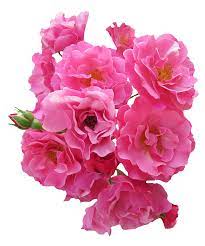 Bunch Pink Rose Flower Png Image Rose Flower Png Flower Png Images Rose Flower