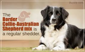 Characteristics Of The Australian Shepherd Border Collie Mix