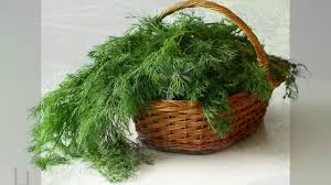 Suplimente naturale trebuie sa ai grija la suplimentele ce contin papadie, musetel, urzici, ginseng, busuiocul chiar daca multe studii stiintifice pun pe tapet beneficiile pe care le aduce consumul de ceai, baut in. Mararul Beneficii Si Contraindicatii Pentru Sanatate Youtube