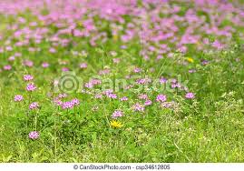 Flowers are one of the most beautiful creations of nature. Green Meadow Field Full Of Pink Red Clover Flowers During Spring In Japan Soft Focus Of Green Meadow Field Full Of Pink Red Canstock