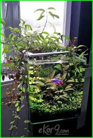Aquarium paling unik yang ada di pasaran indonesia. 10 Gambar Aquarium Ikan Cupang Unik Minimalis Baik Untuk Hias Dan Petarung Dunia Fauna Hewan Binatang Tumbuhan Aquarium Ikan Desain Akuarium Planted Aquarium