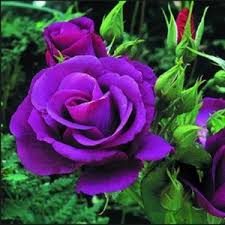 Bunga mawar adalah salah satu jenis bunga yang biasa dipakai untuk lambang romantisme, atau melambangkan ungkapan rasa kasih sayang kepada seseorang. Diskon Benih Bibit Bunga Mawar Ungu Import Purple Rose Paling Murah Shopee Indonesia