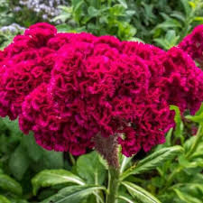 Cockscomb Seeds Celosia Argentea Var Cristata In 2020 Seeds Plants Flower Seeds