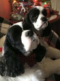 Parti American Cocker Spaniel Black And White Pin By Jessika Feltz On Cockers Cocker Dog Cocker Spaniel Puppies Spaniel Breeds